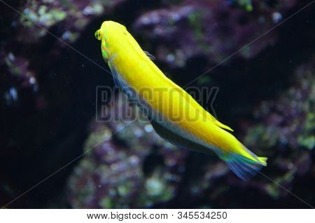 The Tropical Fish In Aquarium, Berlin (germany)