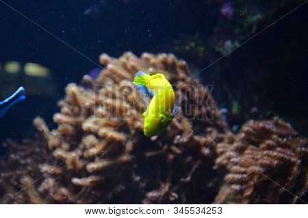 The Tropical Fish In Aquarium, Berlin (germany)