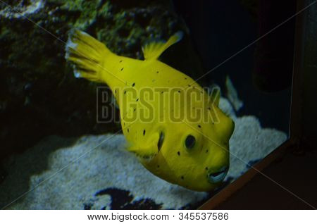 The Tropical Fish In Aquarium, Berlin (germany)