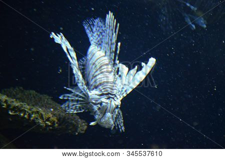 The Tropical Fish In Aquarium, Berlin (germany)