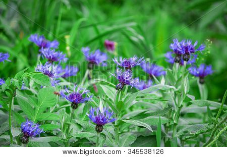 Blue Daisy Flower. Flower In Garden At Sunny Summer Or Spring Day. Flower For Postcard Beauty Decora