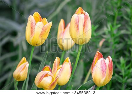 Flower In Garden At Sunny Summer Or Spring Day. Flower For Postcard Beauty Decoration And Agricultur