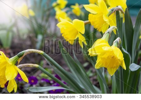 Yellow Flower. Flower In Garden At Sunny Summer Or Spring Day. Flower For Postcard Beauty Decoration