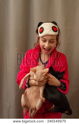 Chihuahua And The Canadian Sphynx. Pets Know How To Be Friends. Pink To Sphinx And Black-brown-white