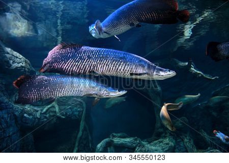 Arapaima (sudis Gigas), Also Known As The Pirarucu In Freshwater Aquarium