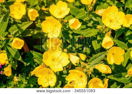 Yellow Flowers Of Oenothera Also Known As Evening Primrose, Suncups And Sundrops.