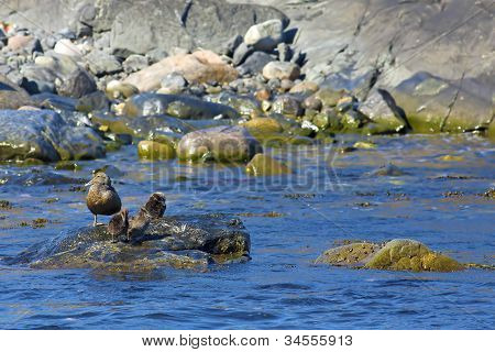Famille canard