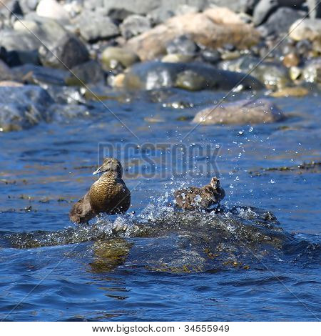 Famille canard