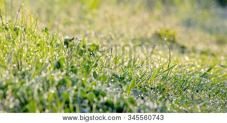 Green Grass In Morning Dew. Beautiful Springtime Nature Scenery In The Morning