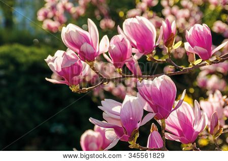 Pink Blossom Of Magnolia Tree. Big Flowers On The Twig On A Sunny Day. Garden Nature Background. Hap