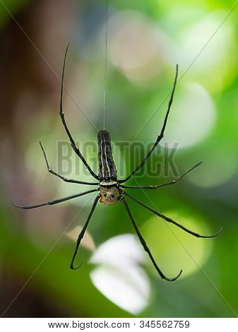 A Black And Yellow Colour Spider Is Photographed Close Up, Macro Picture,natural Background,spider A