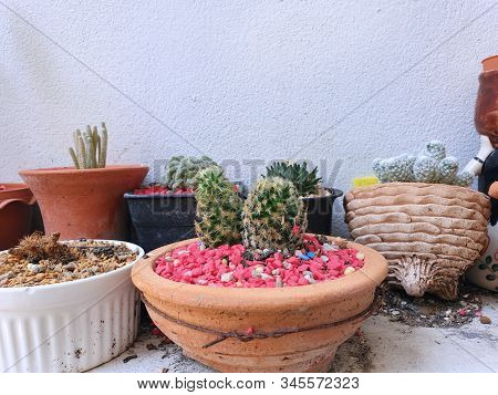 Selective Focus Of Green Cactus Or Echinopsis Calochlora On Stone As A Background In The Botanic Gar