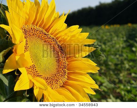 Sonnenblume