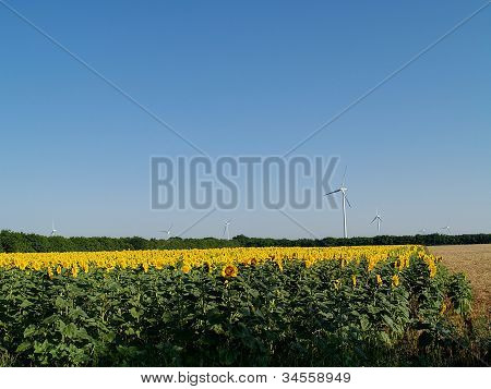 Windpark Strom befindet sich im Sonnenblumenfeld