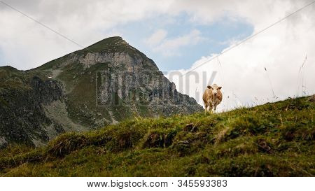 Cow Standing On An Alpine Meadow Higher Up Looking Down At Camera. Sorebois, Zinal, Valais, Switzerl