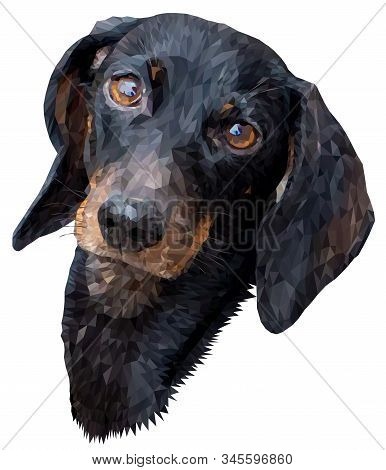 Head Of A Smooth-haired Dachshund Isolated On A White Background. The Dog Tilted Its Head To The Sid