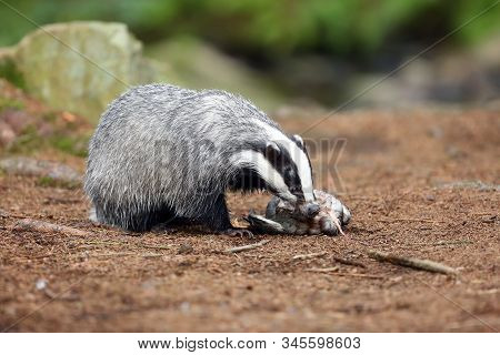 The European Badger (meles Meles) Also Known As The Eurasian Badger Or Simply Badger Eats Dead Wild 