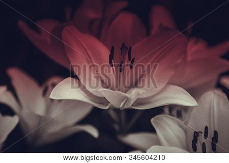 Pale White Lily Flowers On A Blurred Dark Background. Close Up View Of Garden Beautiful Lilies With 