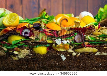 Earthwoms Living In A Colorful Compost Heap Consisting Of Rotting Kitchen Leftovers