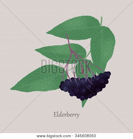 Ripe Black Elderberry With Twig, Berries, Leaves.