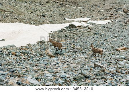 Alpine Ibex In Their Natural Habitat In Grand Paradiso National Park.