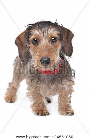 Wire-haired Dachshund
