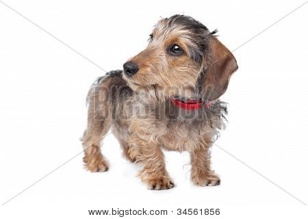 Wire-haired Dachshund