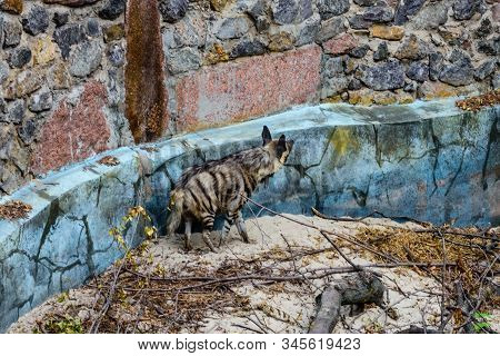 Striped Hyena (hyaena Hyaena) On A Sand