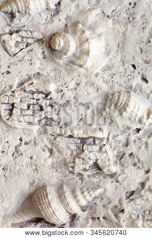 Decorative Wall Texture Marine Style. Stock Photo Close-up Texture With Shell.
