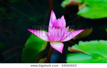 Rosa Lotus