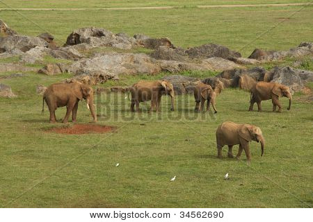 various elephants