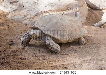 A Giant Tortoise (chelonoidis ) Walks Across The Desert And Slowly Showing Off Its Large Shell And H