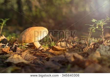 Forest Edible Mushroom. Bovinus Mushroom. Mushroom In The Forest Outdoors.