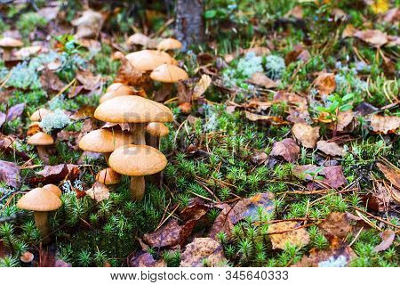 Group Of Mushrooms In The Forest (suillus Bovinus)