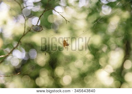 European Garden Cross Spider With Clearly Visible Web And Space For Text
