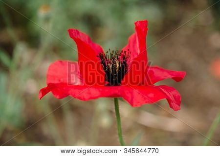 Papaver Rhoeas Common Names Include Corn Poppy , Corn Rose, Flanders Poppy , Red Poppy , Red Weed , 