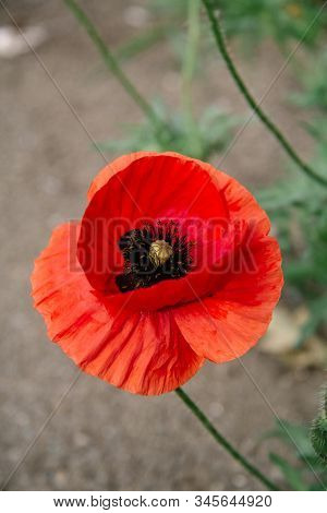 Papaver Rhoeas Common Names Include Corn Poppy , Corn Rose, Flanders Poppy , Red Poppy , Red Weed , 