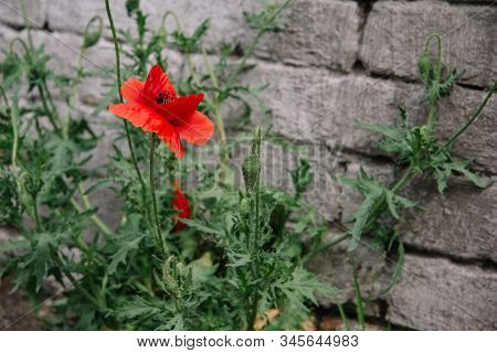 Papaver Rhoeas Common Names Include Corn Poppy , Corn Rose, Flanders Poppy , Red Poppy , Red Weed , 