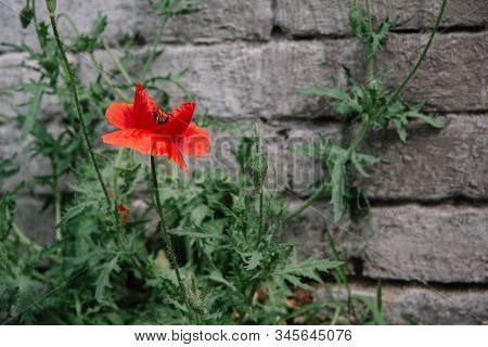 Papaver Rhoeas Common Names Include Corn Poppy , Corn Rose, Flanders Poppy , Red Poppy , Red Weed , 