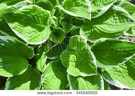 Hosta (funkia, Plantain Lilies) In The Garden. Close-up Green Leaves With Light Border Background.