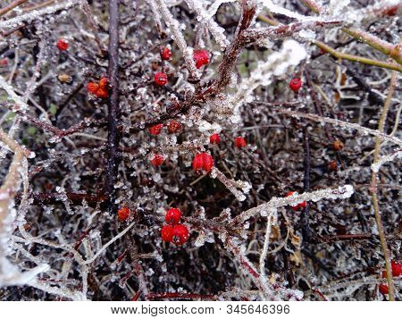 Closeup Of Frozen Red Berries On A Bush. Hoarfrost Chained A Plant In The Winter. Bright Fruits Unde