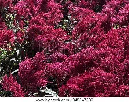 Red Feather Flower On Windy Day