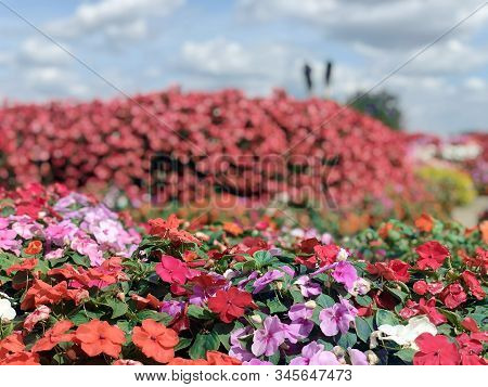 Red Flower With Yellow Pollen On Garden