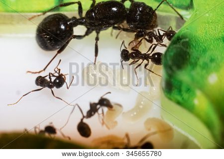 Ant Queen Messor Structor With Larvae And Ants