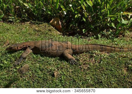 Monitor Lizard In The Wild Of Southeast Asia. Monitor Lizard In The Green Grass