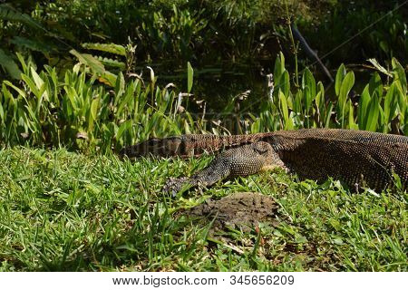 Monitor Lizard In The Wild Of Southeast Asia. Monitor Lizard In The Green Grass. Close Up