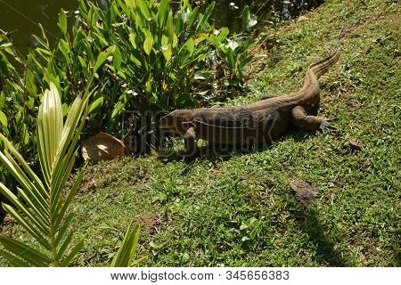 Monitor Lizard In The Wild Of Southeast Asia. Monitor Lizard In The Green Grass