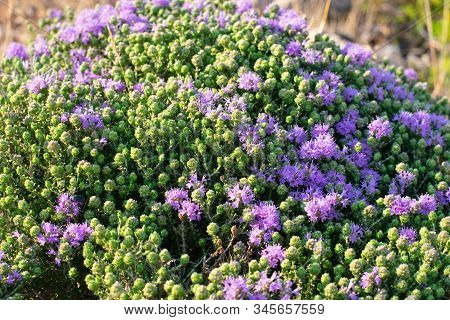 Mediterrenean Thyme Also Known As Thymbra Capitata. Spicy Flavoring For Meal. Aromatic Seasoning Coo