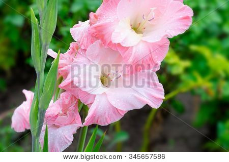 Blossoming Vivid Huge Soft Cute Pink Gladiolus Flowers Close Up In Vertical Format. Blooming Gladiol