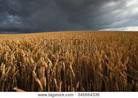 Wheat Field With Dramatic Sky On The Background. Dramatic Cloudy Sky In The Fields.
